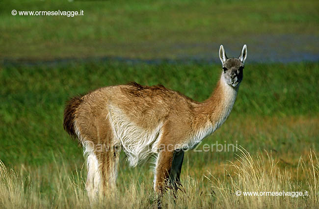 Guanaco 25-01-03